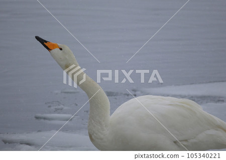 Hokkaido Swan on Lake Tofutsu Hokkaido Swan on Lake Tofutsu 105340221