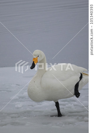 Hokkaido Swan on Lake Tofutsu Hokkaido Swan on Lake Tofutsu 105340393