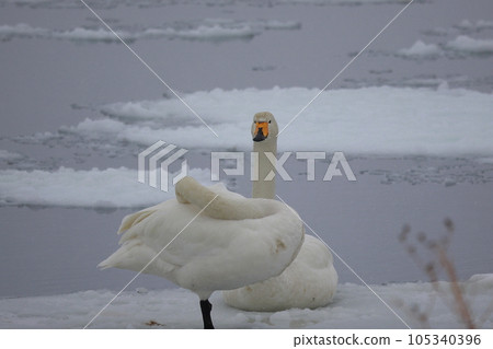 Hokkaido Swan on Lake Tofutsu Hokkaido Swan on Lake Tofutsu 105340396
