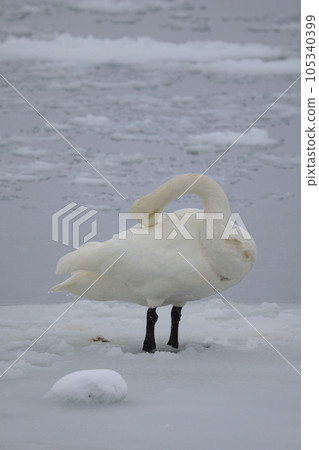 Hokkaido Swan on Lake Tofutsu Hokkaido Swan on Lake Tofutsu 105340399