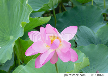 蓮花 蓮花 105340689