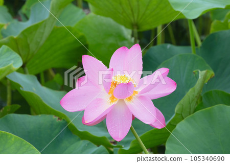 蓮花 105340690