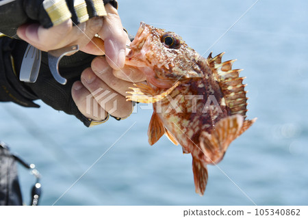 從捕獲的魚上取下魚鉤 從捕獲的魚上取下魚鉤 105340862