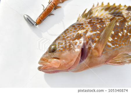 Close-up of a pheasant grouper caught with a lure 105340874