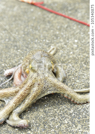 章魚麵向前方 章魚麵向前方 105340875