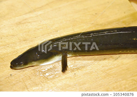 切板上的鰻魚 105340876
