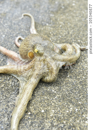 從斜上方看章魚臉 從斜上方看章魚臉 105340877