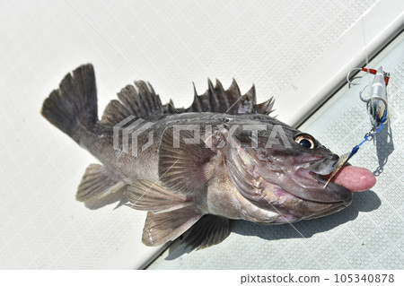 新鮮捕獲的大豆 新鮮捕獲的大豆 105340878