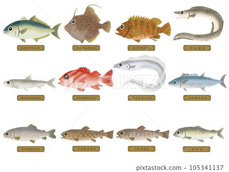 Various fish illustrations 3 105341137