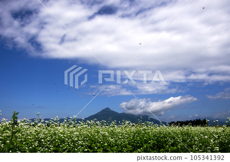 The contrast between the white buckwheat flowers and Mt. Bandai, and the dragonflies flying in the sky are impressive and beautiful. The contrast between the white buckwheat flowers and Mt. Bandai, and the dragonflies flying in the sky are impressive and beautiful. 105341392