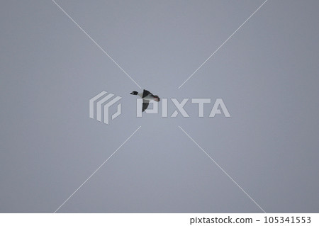 Hokkaido Bunting Duck from Lake Tofutsu Hokkaido Bunting Duck from Lake Tofutsu 105341553