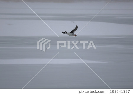 Hokkaido Bunting Duck from Lake Tofutsu 105341557