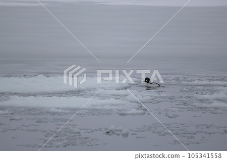 Hokkaido Bunting Duck from Lake Tofutsu 105341558