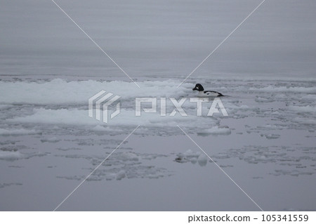Hokkaido Bunting Duck from Lake Tofutsu 105341559