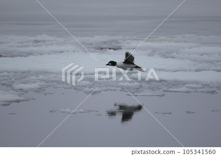 Hokkaido Bunting Duck from Lake Tofutsu 105341560