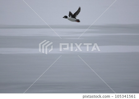 Hokkaido Bunting Duck from Lake Tofutsu 105341561