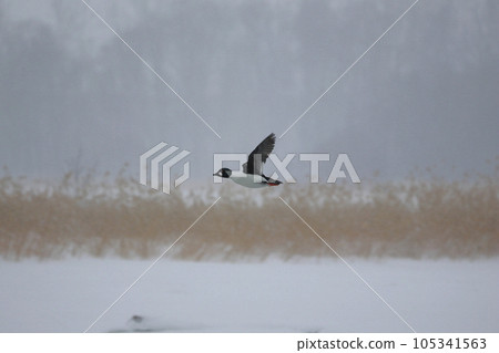 Hokkaido Bunting Duck from Lake Tofutsu Hokkaido Bunting Duck from Lake Tofutsu 105341563