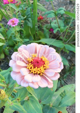 pink zinnia zinnia pink zinnia zinnia 105341629
