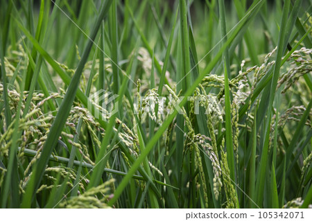 特寫稻田中的稻子 105342071