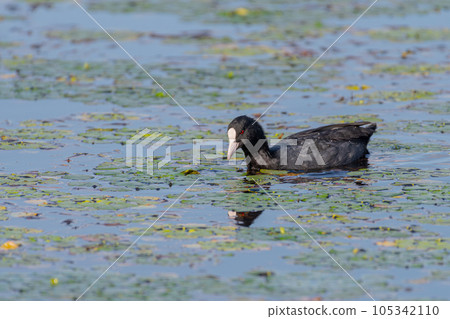 哦範 哦範 105342110