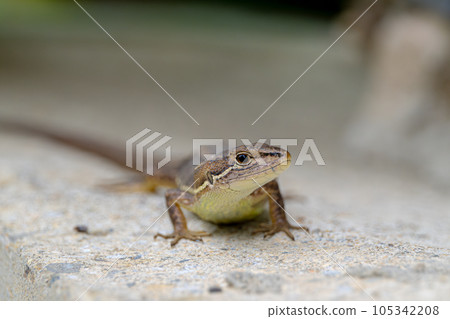 日本假名蛇 105342208