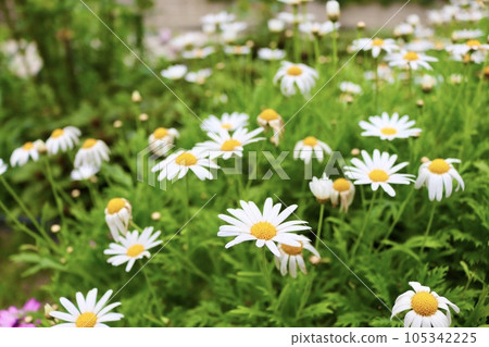 white wood chrysanthemum marguerite 105342225