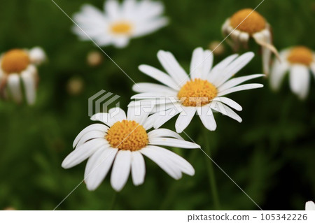 white wood chrysanthemum marguerite 105342226