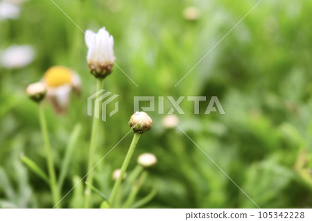 白色木春菊 瑪格麗特 木茼蒿 小白花 105342228