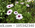 white wood chrysanthemum marguerite 105342340