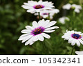 white wood chrysanthemum marguerite 105342341