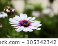 white wood chrysanthemum marguerite 105342342