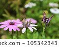 pink wood chrysanthemum marguerite chrysanthemum daisy small white 105342343