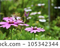pink wood chrysanthemum marguerite chrysanthemum daisy small white 105342344