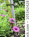 pink wood chrysanthemum marguerite chrysanthemum daisy small white 105342428