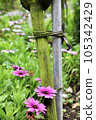 pink wood chrysanthemum marguerite chrysanthemum daisy small white 105342429