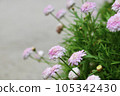 Double pink wood chrysanthemum 105342430