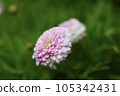 Double pink wood chrysanthemum 105342431