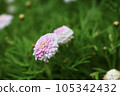 Double pink wood chrysanthemum 105342432