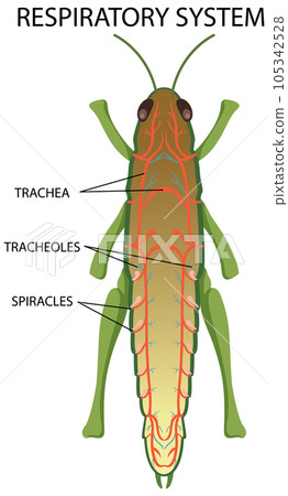 Respiratory System of Insect Diagram 105342528