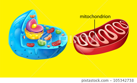 Animal cell anatomy structure 105342738
