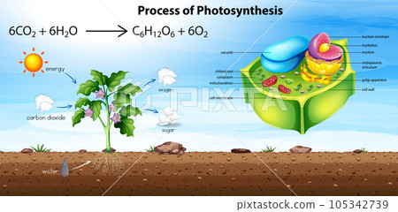 Plant cell anatomy structure 105342739