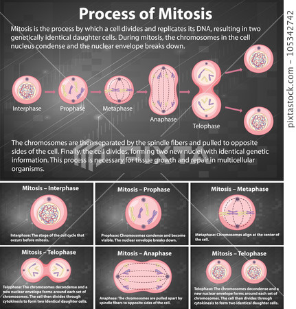 Process of mitosis phases with explanations 105342742