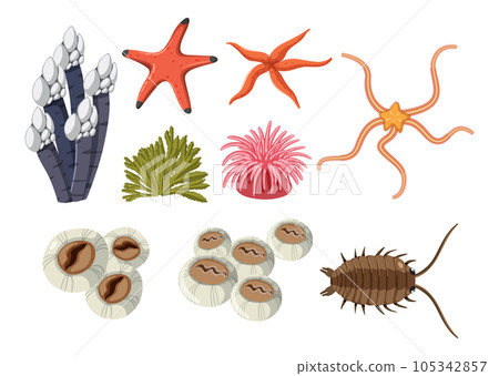 Rocky shore animals collection Rocky shore animals collection 105342857
