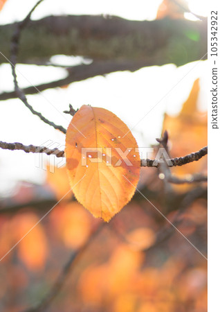 Backlit leaves Backlit leaves 105342922