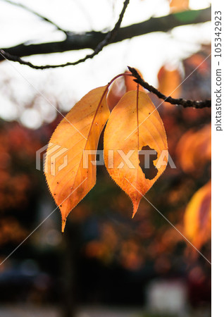 Autumn leaves Autumn leaves 105342923