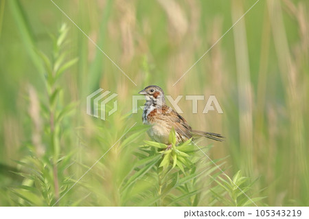 草原後卡 105343219