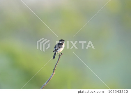 黑尾鶲棲息在樹枝尖端 黑尾鶲棲息在樹枝尖端 105343220