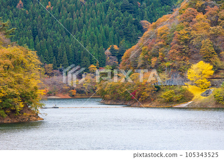 Okutama, Tokyo Lake Okutama with Autumn Leaves 105343525