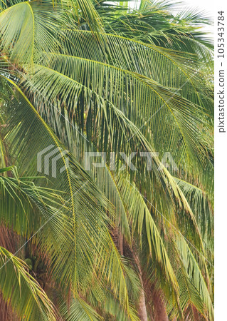 bunch of fresh coconut fruit bunch of fresh coconut fruit 105343784