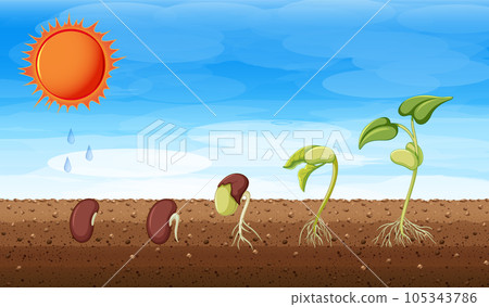 Growth stages of a plant 105343786